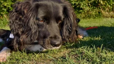 Este Super Cão Farejador Pode Ajudar a Salvar as Espécies Ameaçadas de Tritões-Crestados