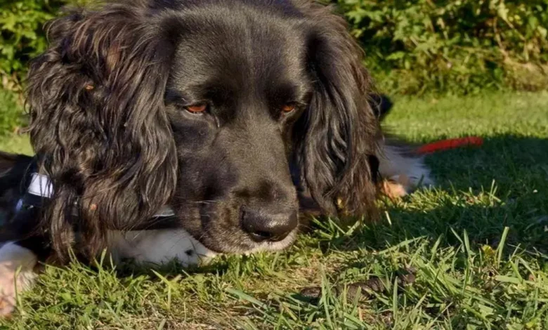 Este Super Cão Farejador Pode Ajudar a Salvar as Espécies Ameaçadas de Tritões-Crestados Este Super Cão Farejador Pode Ajudar a Salvar as Espécies Ameaçadas de Tritões-Crestados