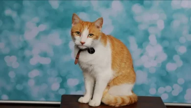 Gato que Se Enfia na Escola Tem Sua Foto de Classe Tirada – E o Pacote de Retratos é Enviado para Casa para a Mamãe