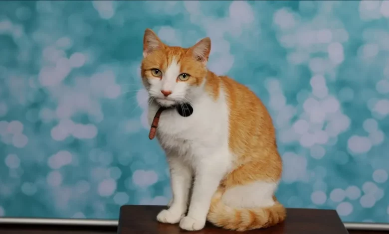 Gato que Se Enfia na Escola Tem Sua Foto de Classe Tirada – E o Pacote de Retratos é Enviado para Casa para a Mamãe Gato que Se Enfia na Escola Tem Sua Foto de Classe Tirada – E o Pacote de Retratos é Enviado para Casa para a Mamãe