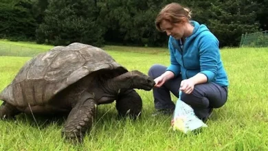 Jonathan, a Tartaruga Nomeada o Animal Terrestre Vivo Mais Velho do Mundo: 190 Anos e Ainda Comendo e Acasalando