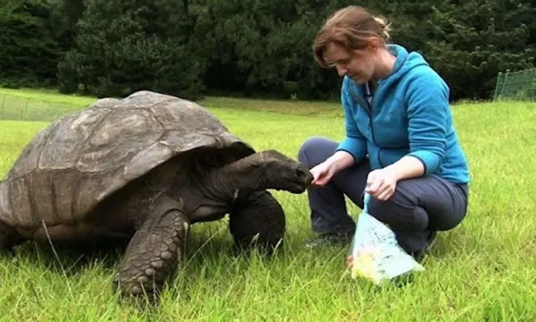 Jonathan, a Tartaruga Nomeada o Animal Terrestre Vivo Mais Velho do Mundo: 190 Anos e Ainda Comendo e Acasalando Jonathan, a Tartaruga Nomeada o Animal Terrestre Vivo Mais Velho do Mundo: 190 Anos e Ainda Comendo e Acasalando