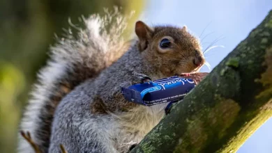 O Vilão Deixando a Vizinhança Repleta de Chocolates Devorados pela Metade Acaba por Ser um Esquilo