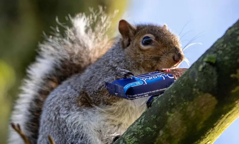 O Vilão Deixando a Vizinhança Repleta de Chocolates Devorados pela Metade Acaba por Ser um Esquilo O Vilão Deixando a Vizinhança Repleta de Chocolates Devorados pela Metade Acaba por Ser um Esquilo