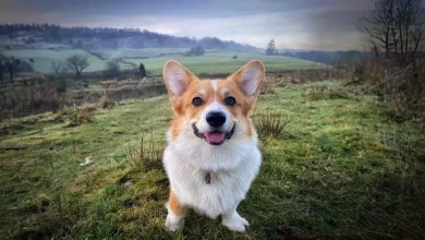 Dona de Cachorro Fica Impressionada ao Descobrir que seu Animal é Irmão de um dos Corgis da Rainha