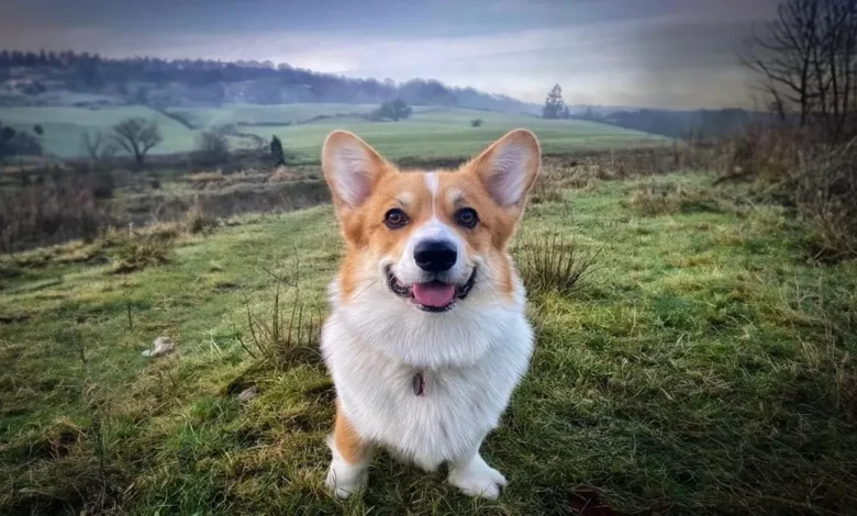 Dona de Cachorro Fica Impressionada ao Descobrir que seu Animal é Irmão de um dos Corgis da Rainha Dona de Cachorro Fica Impressionada ao Descobrir que seu Animal é Irmão de um dos Corgis da Rainha