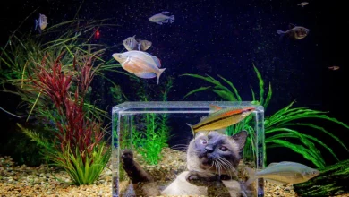 Gato Sortudo Ganha Seu Próprio ‘Mini SeaWorld’ Após Dona Gastar ,400 Transformando Aquário em Show Subaquático