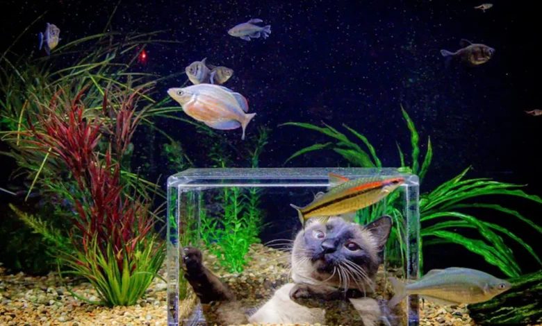 Gato Sortudo Ganha Seu Próprio ‘Mini SeaWorld’ Após Dona Gastar ,400 Transformando Aquário em Show Subaquático Gato Sortudo Ganha Seu Próprio ‘Mini SeaWorld’ Após Dona Gastar ,400 Transformando Aquário em Show Subaquático
