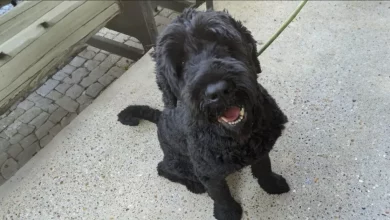 Barney, o cão, aliviado após os resgatadores removerem 7,8 kg de pelos emaranhados