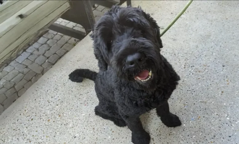 Barney, o cão, aliviado após os resgatadores removerem 7,8 kg de pelos emaranhados Barney, o cão, aliviado após os resgatadores removerem 7,8 kg de pelos emaranhados