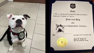 Pit Bull é Empossado pela Polícia como ‘Cão-patrulha’ Após Aparecer um Dia e Encontrar um Lar Permanente