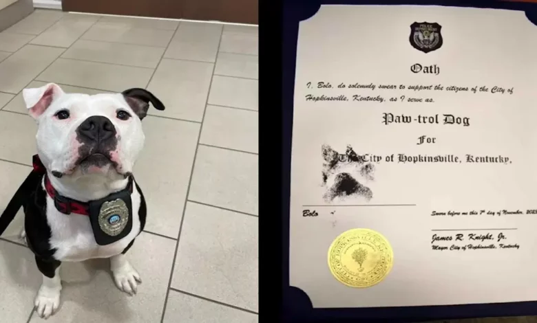 Pit Bull é Empossado pela Polícia como ‘Cão-patrulha’ Após Aparecer um Dia e Encontrar um Lar Permanente Pit Bull é Empossado pela Polícia como ‘Cão-patrulha’ Após Aparecer um Dia e Encontrar um Lar Permanente