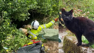 Miados de Gato Preto Conduzem Socorristas a Dona de 83 Anos Após Queda em Ravina