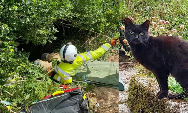 Miados de Gato Preto Conduzem Socorristas a Dona de 83 Anos Após Queda em Ravina Miados de Gato Preto Conduzem Socorristas a Dona de 83 Anos Após Queda em Ravina