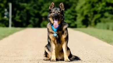Cão Policial que Salvou 38 Vidas Durante uma Carreira de 8 Anos é Honrado por Bravura—E Agora Pode Brincar na Praia