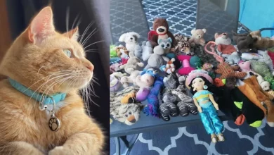 Gato Ruivo se Torna Estrela Local por Roubar Centenas de Brinquedos e Apresentá-los Docemente aos Vizinhos