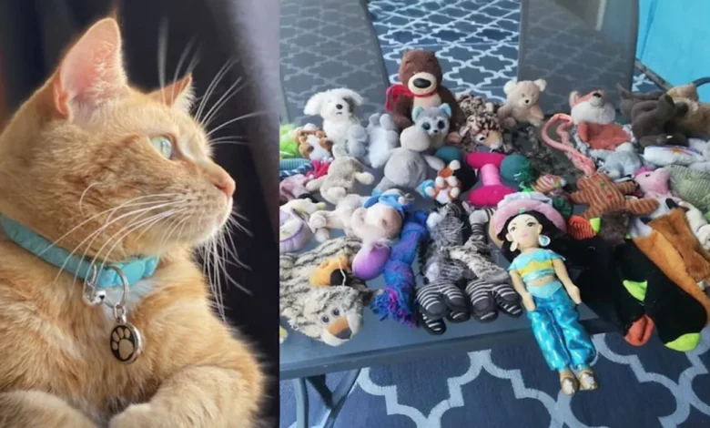 Gato Ruivo se Torna Estrela Local por Roubar Centenas de Brinquedos e Apresentá-los Docemente aos Vizinhos Gato Ruivo se Torna Estrela Local por Roubar Centenas de Brinquedos e Apresentá-los Docemente aos Vizinhos
