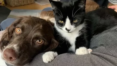 Cão Determinado Conduz Dona a Gato Preso em Poço de Mina de 30 Metros por 6 Dias