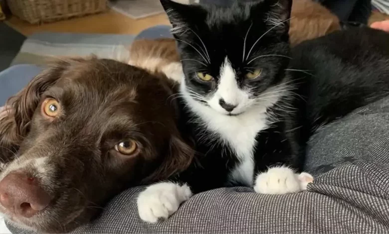 Cão Determinado Conduz Dona a Gato Preso em Poço de Mina de 30 Metros por 6 Dias Cão Determinado Conduz Dona a Gato Preso em Poço de Mina de 30 Metros por 6 Dias