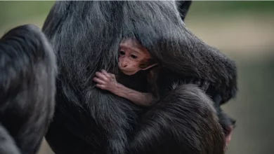 Nascimento de um Raro Macaco de Sulawesi–Um dos Primatas Mais Ameaçados do Mundo é Celebrado