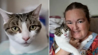 Heroico Gato Salva a Dona ao Perceber Ataque Cardíaco e Latir Forte em seu Peito
