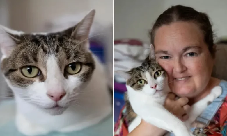 Heroico Gato Salva a Dona ao Perceber Ataque Cardíaco e Latir Forte em seu Peito Heroico Gato Salva a Dona ao Perceber Ataque Cardíaco e Latir Forte em seu Peito