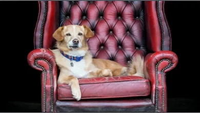 Cachorro com Duas Patas Resgatado do Afeganistão Faz uma Recuperação Incrível: ‘Ele Está Cheio de Alegria’