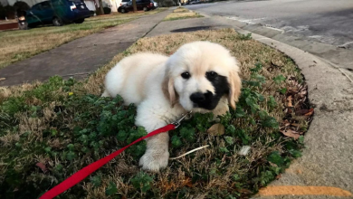 Conheça Enzo, o único Golden Retriever que nasceu com uma encantadora marca de nascença