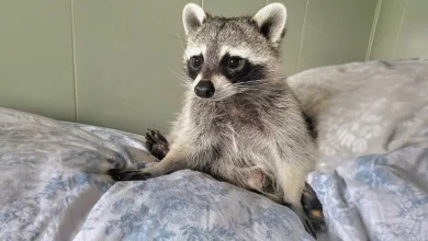 Este guaxinim resgatado lutou por sua vida desde o início e agora está prosperando