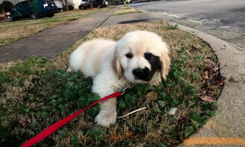 Conheça Enzo, o único Golden Retriever que nasceu com uma encantadora marca de nascença Conheça Enzo, o único Golden Retriever que nasceu com uma encantadora marca de nascença