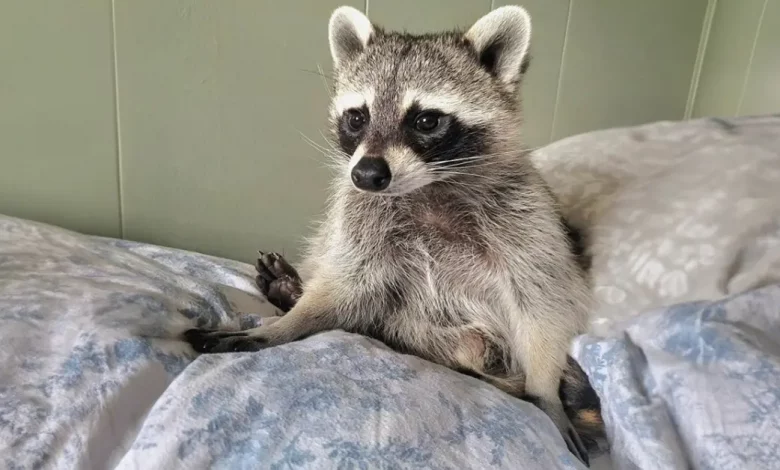 Este guaxinim resgatado lutou por sua vida desde o início e agora está prosperando Este guaxinim resgatado lutou por sua vida desde o início e agora está prosperando