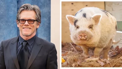 Porco Desaparecido Chamado Kevin Bacon Reencontra-se com os Donos com Ajuda de Kevin Bacon