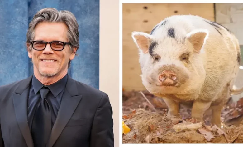 Porco Desaparecido Chamado Kevin Bacon Reencontra-se com os Donos com Ajuda de Kevin Bacon Porco Desaparecido Chamado Kevin Bacon Reencontra-se com os Donos com Ajuda de Kevin Bacon
