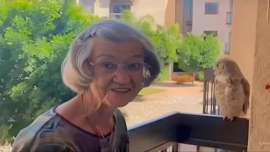 Coruja Visita Avó de 98 Anos Toda Semana–E Família Acredita que é um Sinal do Falecido Marido dela