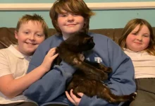 Mãe Encontra o Gato Após 8 Meses Quando Reconhece Seu Miado Durante uma Chamada Telefônica