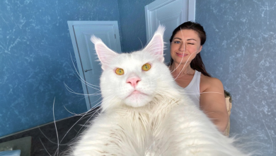 Conheça Kefir: o gato Maine Coon que pesa mais de 12 kg e continua crescendo