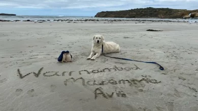 Gigantes Cães Brancos Salvam o Menor Pinguim do Mundo na Austrália