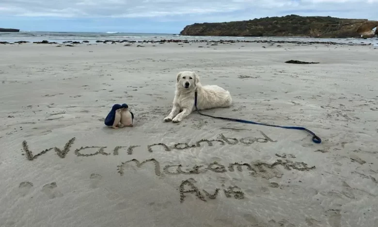Gigantes Cães Brancos Salvam o Menor Pinguim do Mundo na Austrália Gigantes Cães Brancos Salvam o Menor Pinguim do Mundo na Austrália