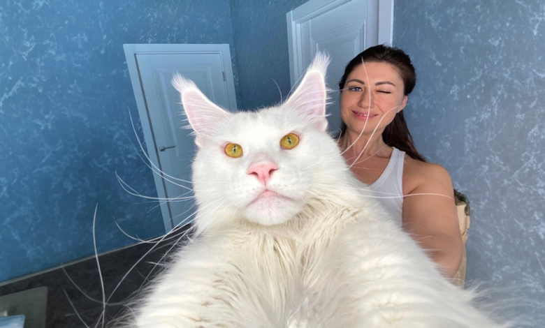 Conheça Kefir: o gato Maine Coon que pesa mais de 12 kg e continua crescendo Conheça Kefir: o gato Maine Coon que pesa mais de 12 kg e continua crescendo