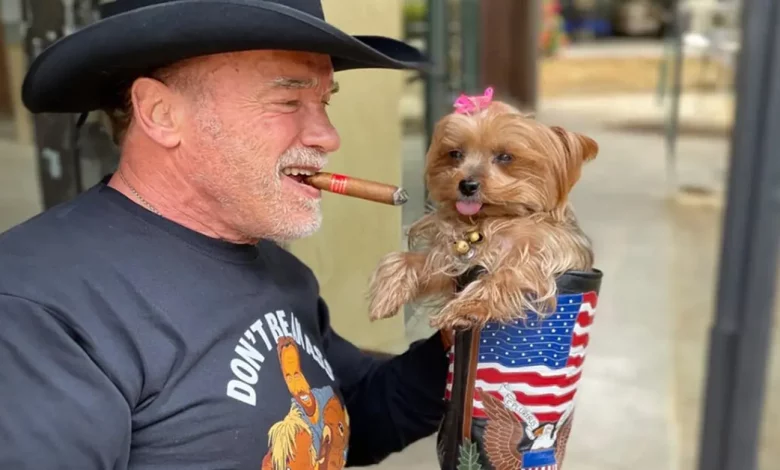 De Lulu, a jumenta, a Schnelly, o porco: Conheça o paraíso de animais de estimação de Arnold Schwarzenegger De Lulu, a jumenta, a Schnelly, o porco: Conheça o paraíso de animais de estimação de Arnold Schwarzenegger