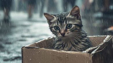 Eu adotei um gatinho da rua – e então percebi que ele me levou a um verdadeiro milagre