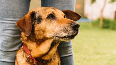 Lealdade que superou os anos: a tocante história de Oscar, o cão que encontrou a felicidade apesar das mágoas do passado
