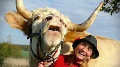 Veja o touro determinado que pensa que é um cavalo de salto