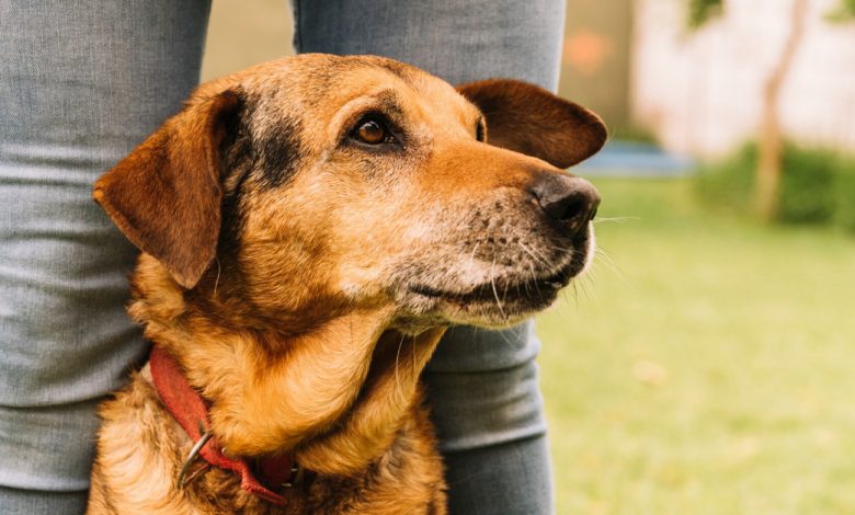 Lealdade que superou os anos: a tocante história de Oscar, o cão que encontrou a felicidade apesar das mágoas do passado Lealdade que superou os anos: a tocante história de Oscar, o cão que encontrou a felicidade apesar das mágoas do passado