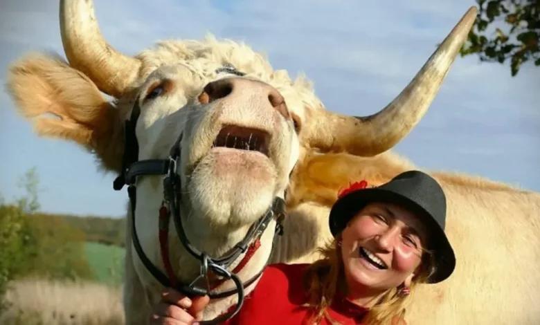 Veja o touro determinado que pensa que é um cavalo de salto Veja o touro determinado que pensa que é um cavalo de salto
