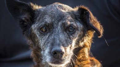 Um cachorro não conhece a traição, porque seu coração pertence a você para sempre