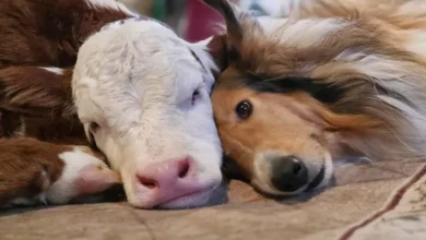 Abraços em Temperaturas Congelantes: Bezerro Recém-nascido e Collie Tornam-se Melhores Amigos