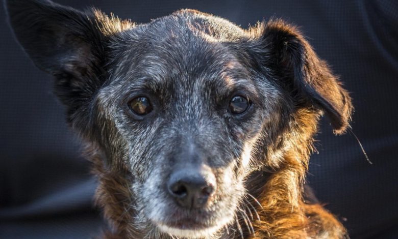 Um cachorro não conhece a traição, porque seu coração pertence a você para sempre Um cachorro não conhece a traição, porque seu coração pertence a você para sempre