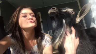 Mulher Divide Sua Casa Com 90 Animais Resgatados Que Ela Nomeou Com Personagens de O Senhor dos Anéis