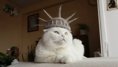 Casal Japonês Usa Pelo dos Seus Gatos Para Fazer Chapéus Caprichosos Que os Felinos Adoram Usar